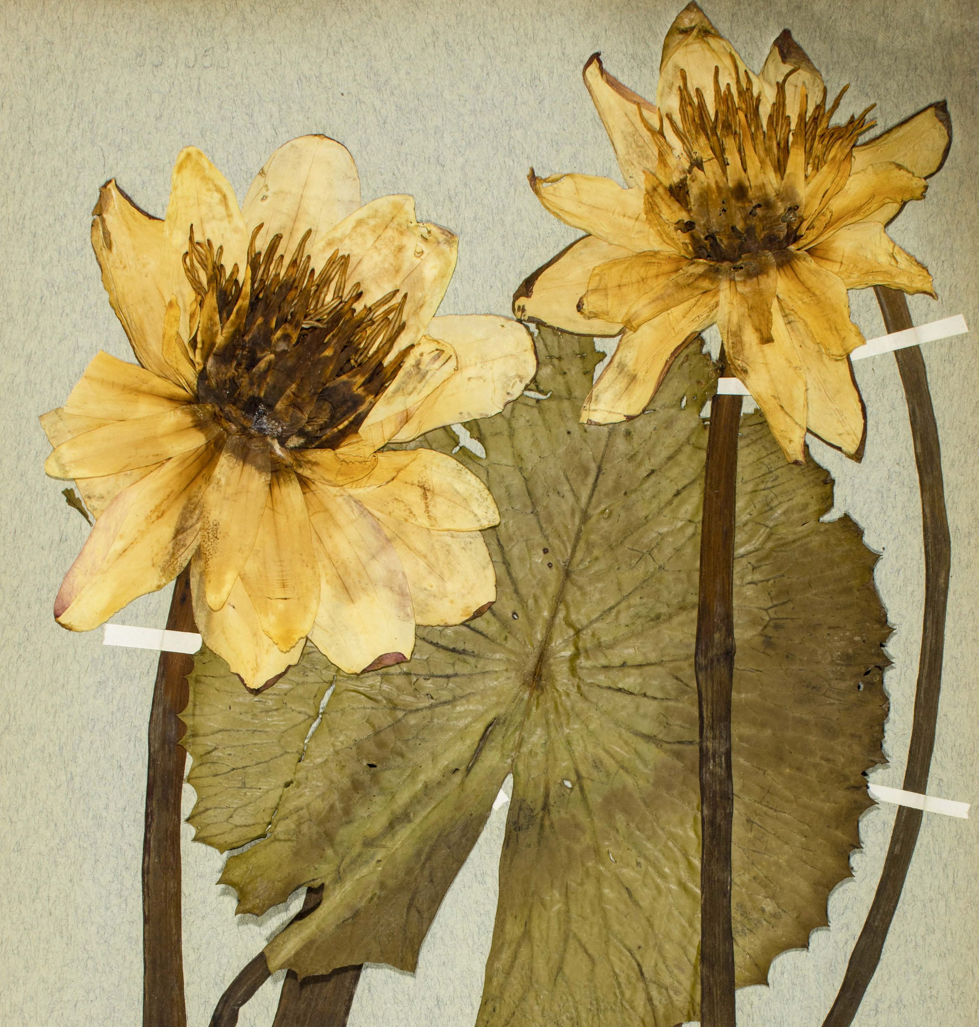 Hévízi tündérrózsa (Nymphaea lotus var. thermalis) nyolcvanéves herbáriumi példánya Soó Rezső gyűjtéséből.