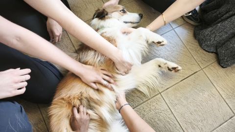 Therapy dog 